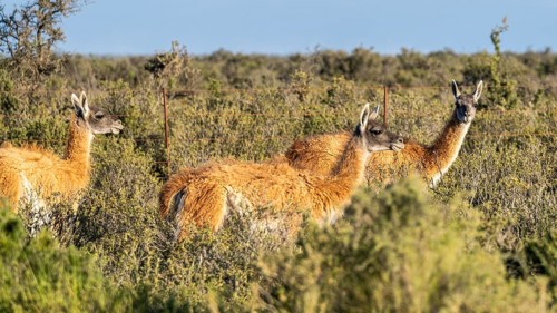 Guanaco