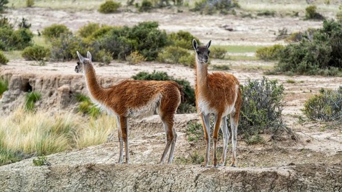 Guanacos