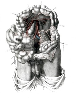 Human anatomy