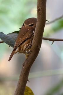 Ferruginous Pygmy-Owl