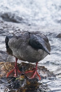 Brazilian merganser
