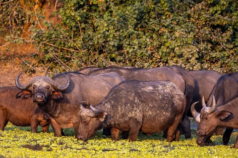 African buffalo