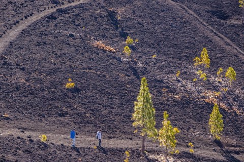 Canary Island pines