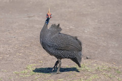 Helmeted guineafowls
