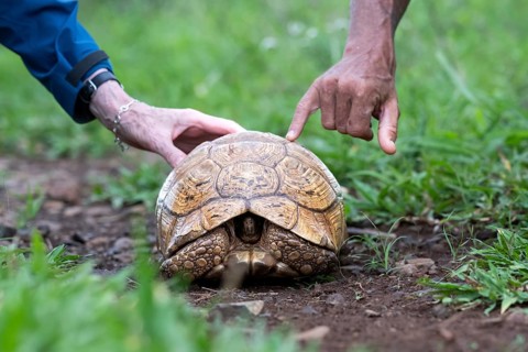 Leopard tortoise