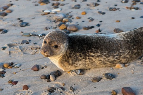 Seal on the beach