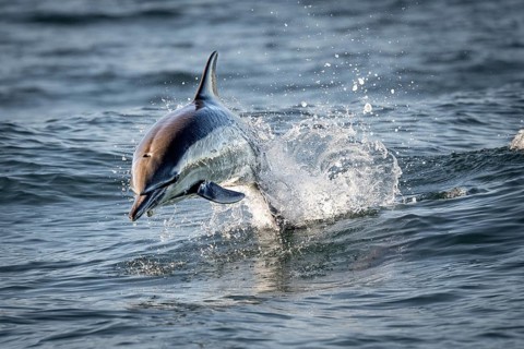 Dolphin
