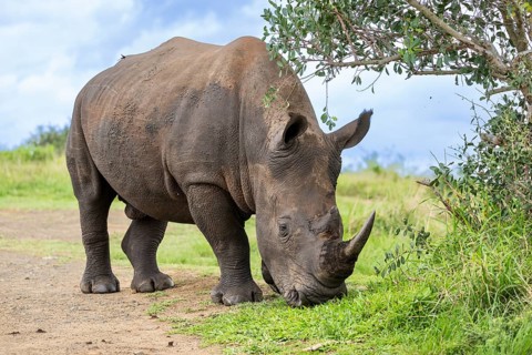 White rhinoceros