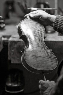 Senior expert violin maker luthier checking varnish classic handmade violin paint natural ingredient recipe in Cremona Italy home of best artisan of this kind