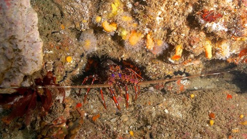 Long-legged long-legged spiny crayfish