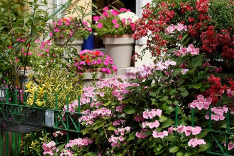 Front garden with garden fence and flower pots