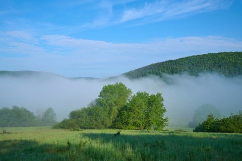 Meadow