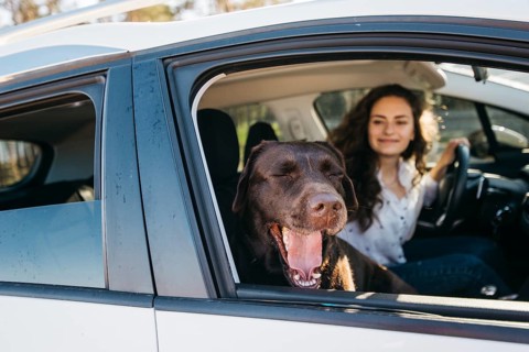 Big black dog car 2