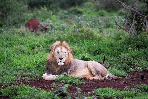 Lion