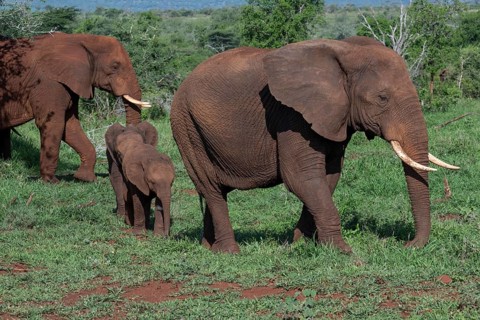 African elephant