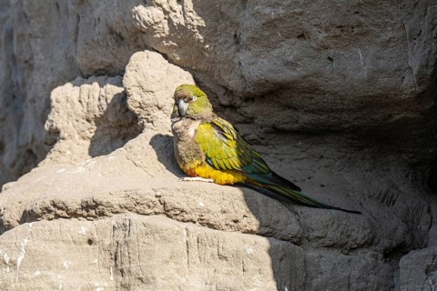 Rock parakeet