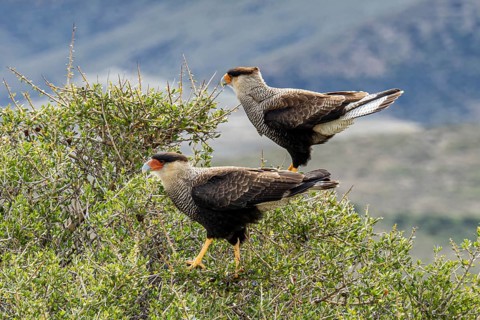 Crested caracara