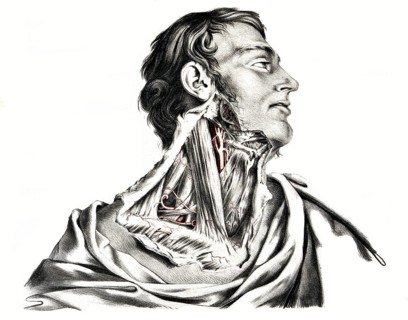 Human anatomy