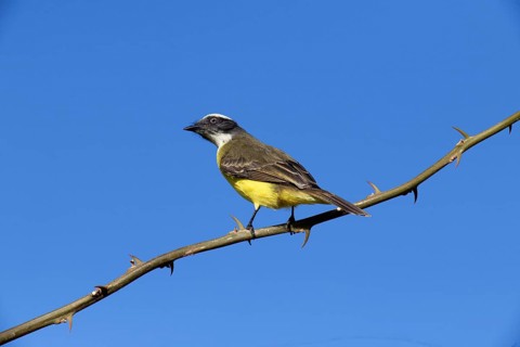 Social Flycatcher