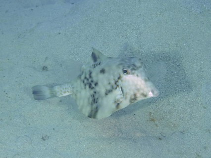 Pyramid Trunkfish