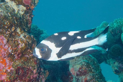 Juvenile black and white snapper