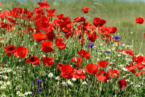 Poppy flowers