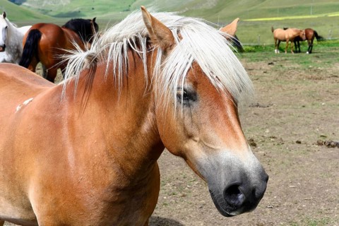 Haflinger horses and others