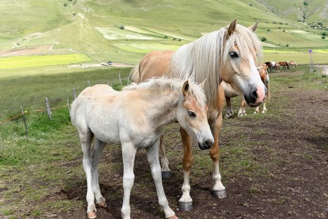 Haflinger horses and others