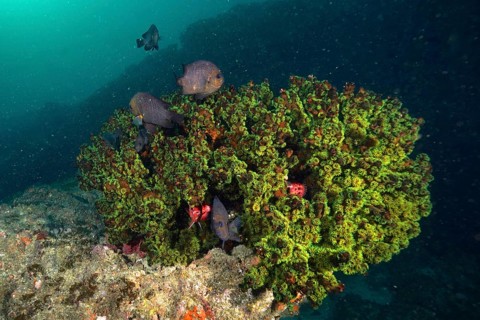 Green tree coral