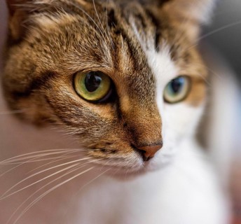 Beautiful cat with different eyes close up