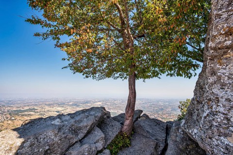 Tree on a cliff edge on the Percorso della Rupe hiking trail