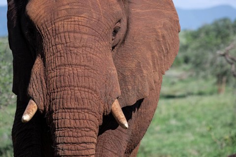 African elephant