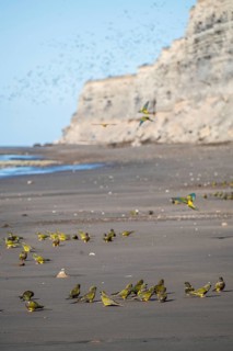 Rock parakeets