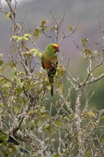 Golden-capped Parakeet