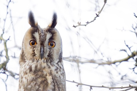 Long-eared owl