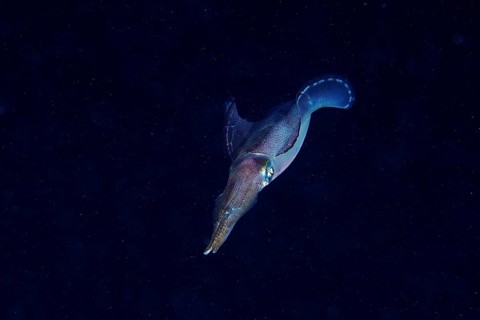 Lesson's reef squid