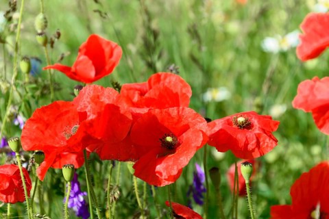 Poppy flowers