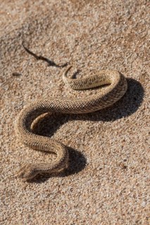 Dwarf puff adder