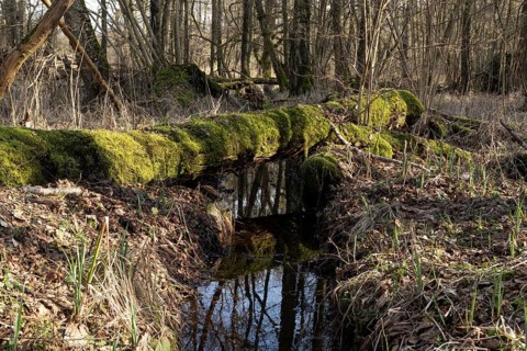 Water reflection