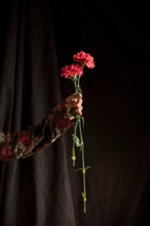 Person holding red carnation flowers