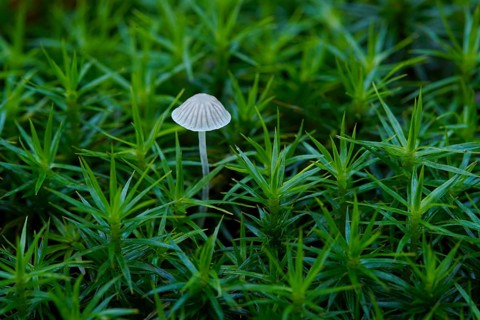 A small lamellar fungus grows between moss. Germany