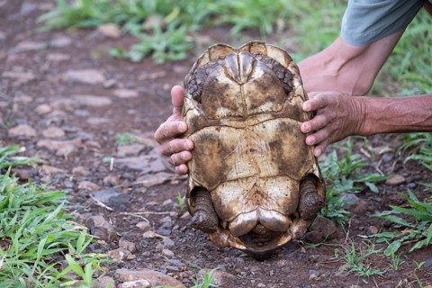 Leopard tortoise