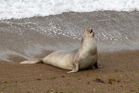 Southern elephant seal
