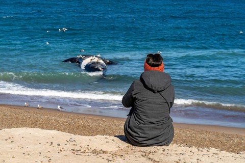 Southern right whale
