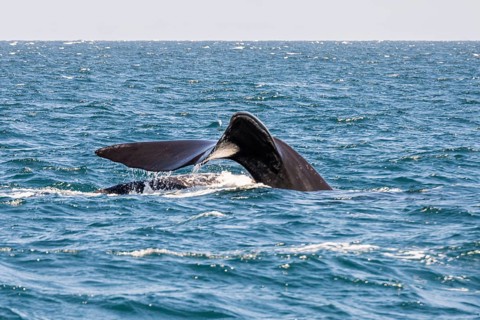 Southern right whale