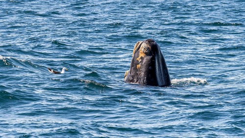 Southern right whale