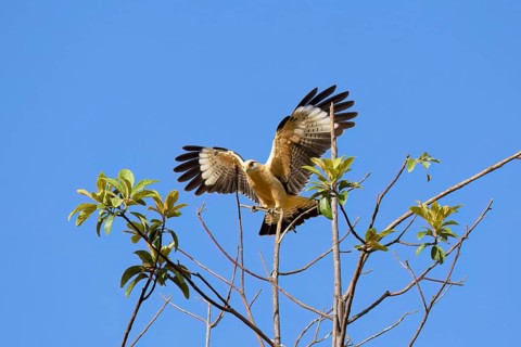 Yellow-headed Caracara