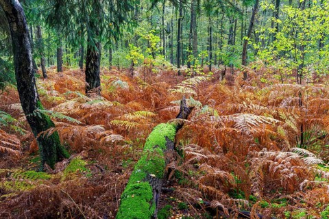 Autumn in the Buchholz Forest