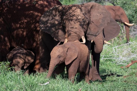 African elephant