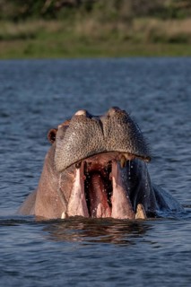 Hippopotamus